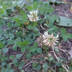 Trifolium repens