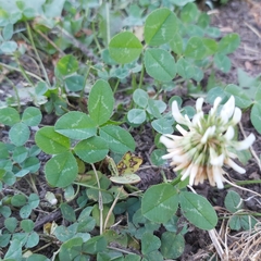 Trifolium repens