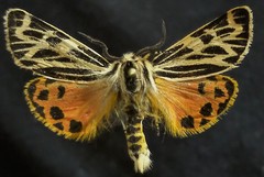 Apantesis obliterata