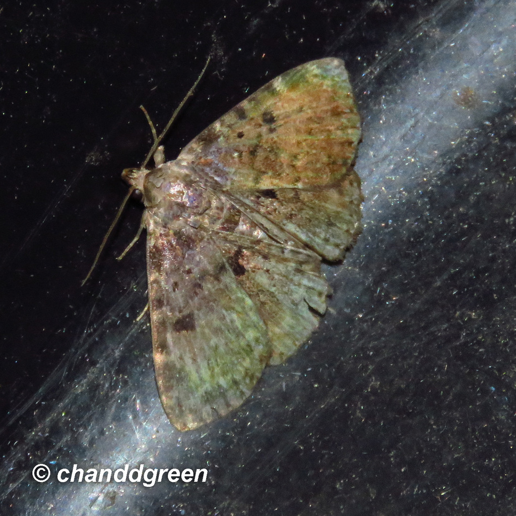 Diomea rotundata