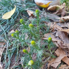 Matricaria discoidea