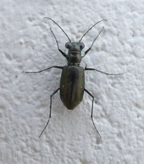 Eunota severa