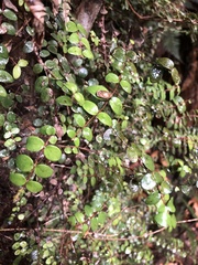 Metrosideros diffusa