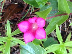 Spigelia scabrella