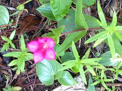 Spigelia scabrella