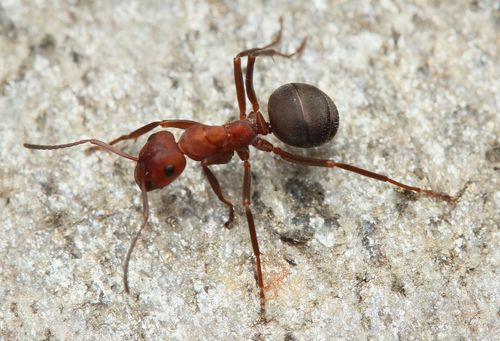 Formica wongi