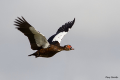 Muscovy Duck photo 5