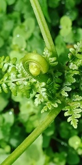 Dennstaedtia scandens