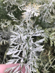 Erysiphe heraclei