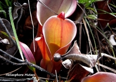 Heliamphora nutans