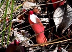 Heliamphora nutans