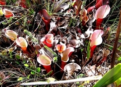 Heliamphora nutans