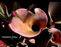 Heliamphora nutans