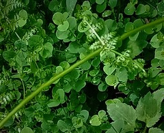 Dennstaedtia scandens
