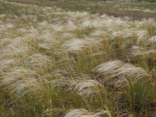 Image of Feathergrass by (c) Oleksii Vasyliuk, some rights reserved (CC BY)