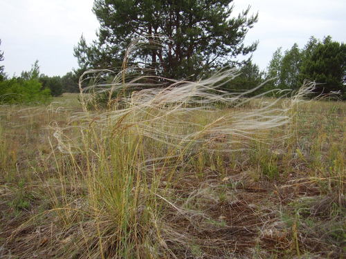 Image of Stipa borysthenica by (c) Oleksii Vasyliuk, some rights reserved (CC BY)