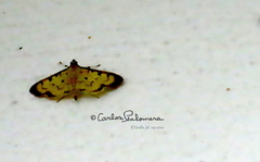 Ategumia