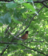 Turdus migratorius