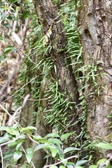 Microgramma heterophylla