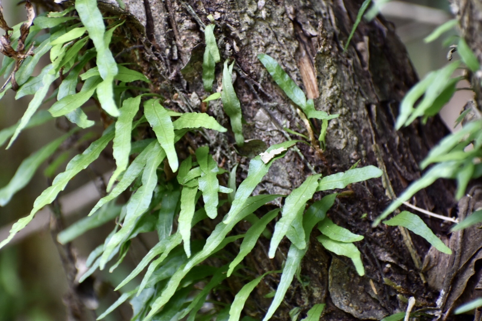 Microgramma heterophylla