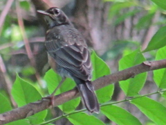 Turdus migratorius