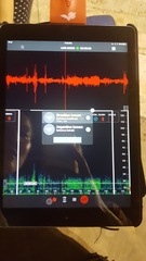 Eptesicus brasiliensis