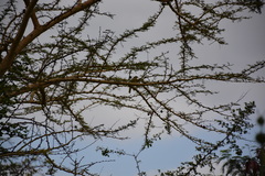 Telophorus sulfureopectus