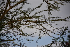 Telophorus sulfureopectus