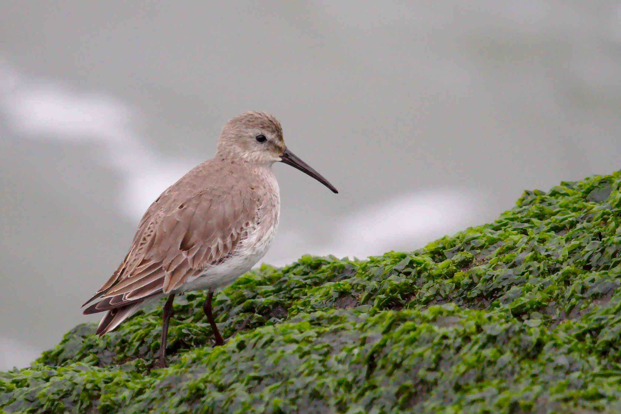 Dunlin (Calidris alpina)