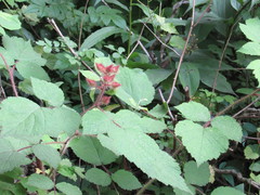 Rubus phoenicolasius