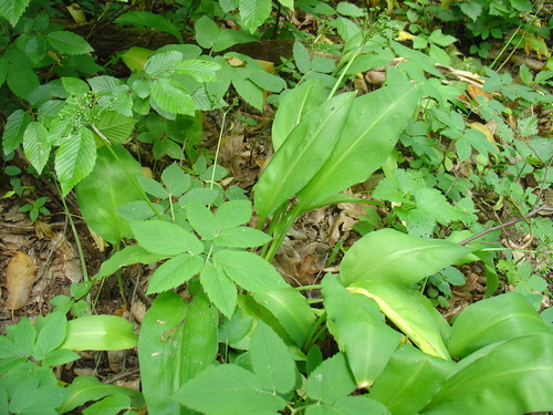 Allium ursinum
