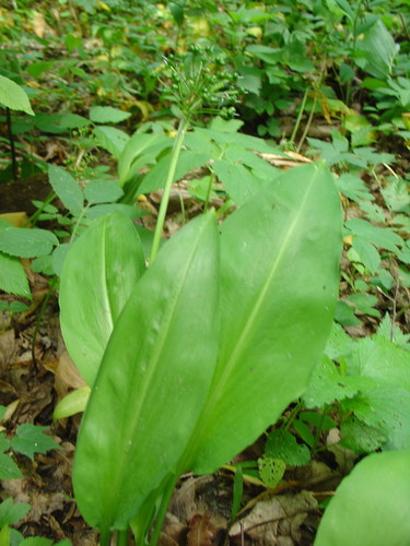 Allium ursinum