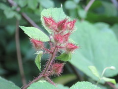 Rubus phoenicolasius