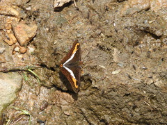 Adelpha corcyra collina