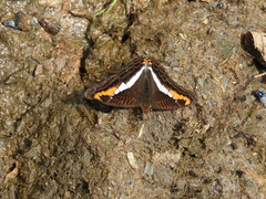 Adelpha corcyra collina