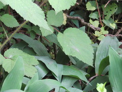 Rubus phoenicolasius