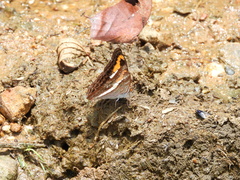Adelpha corcyra collina