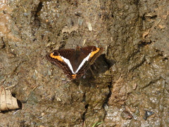 Adelpha corcyra collina