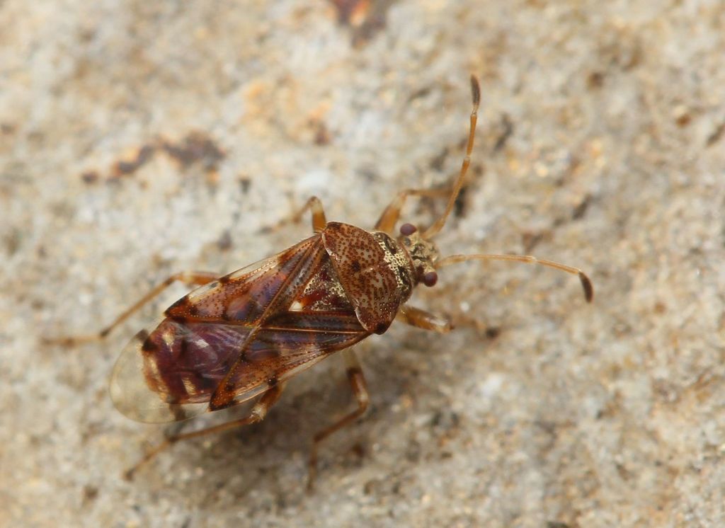Bryanellocoris
