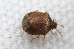 Cosmopepla intergressa