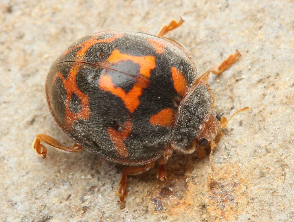 Henosepilachna libera