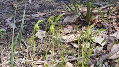 Pterostylis turfosa