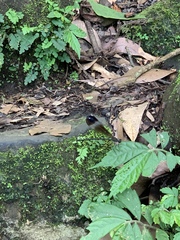 Psolodesmus mandarinus