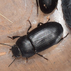 Opatroides punctulatus