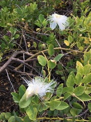 Capparis sandwichiana