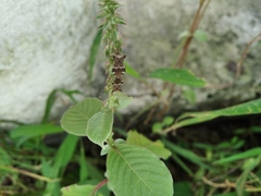 Cletomorpha