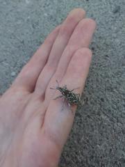 Cyphocleonus achates