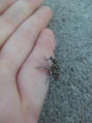 Cyphocleonus achates