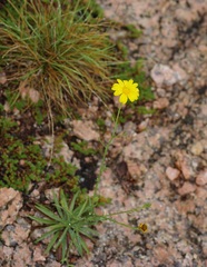 Croptilon hookerianum graniticum