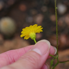 Croptilon hookerianum graniticum